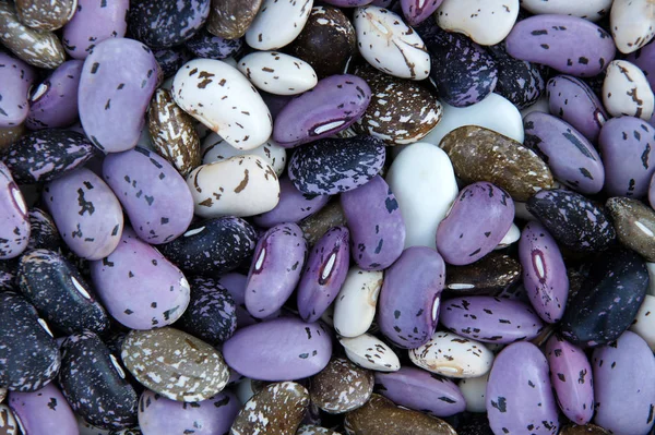 Tekstura Tworzą Wielobarwny Phaseolus Suche Fasola Wild Bean Jako Naturalne — Zdjęcie stockowe