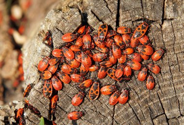 Ahşap yüzey üzerinde oturan çok kırmızı firebugs (Pyrrhocoris apterus)