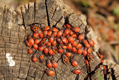 Ahşap yüzey üzerinde oturan çok kırmızı firebugs (Pyrrhocoris apterus)