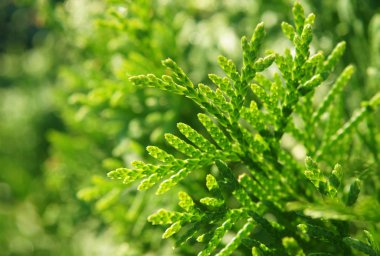 Güzel yeşil yaprakları yumuşak güneş ışığı ile mazı ağaçlarının