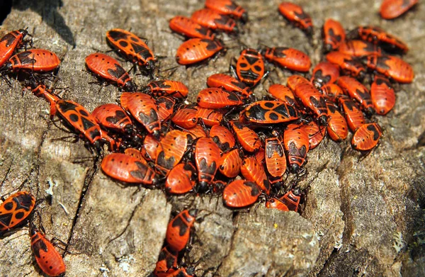 许多红色夏虫们 Pyrrhocoris Apterus 坐在木制的表面上 — 图库照片