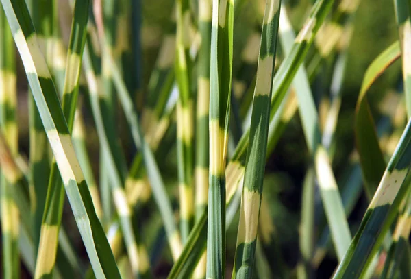 Close Ornamental Grass Miscanthus Sinensis Zebrinus — Stock Photo, Image