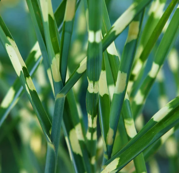 Close Ornamental Grass Miscanthus Sinensis Zebrinus — Stock Photo, Image