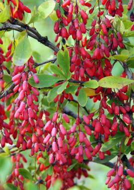 Bahçedeki kırmızı meyveler ile bir kızamık Şubesi