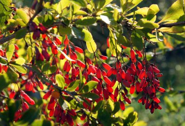 Bahçedeki kırmızı meyveler ile bir kızamık Şubesi