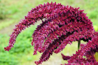 Amaranth bahçede kırmızı önümüzdeki