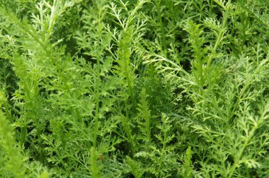 Arka plan olarak ortak Civanperçemi (Achillea millefolium) yaprakları