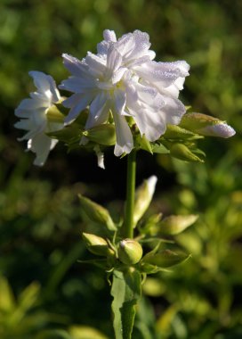 Ortak soapwort veya soapweed (Saponaria officinalis çiçek üzerinde Çiy damlaları) 
