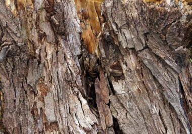 Eski çürümüş güdük bir doku olarak yüzey