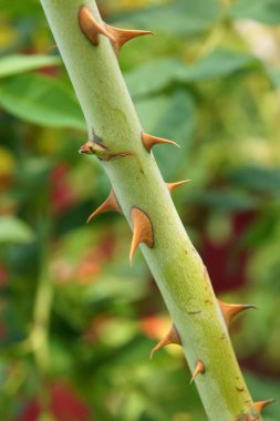 Köpeği olarak bilinen Rosa canina diken gül