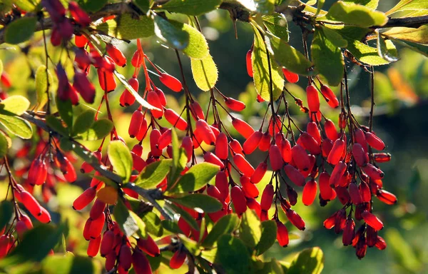 Bahçedeki kırmızı meyveler ile bir kızamık Şubesi