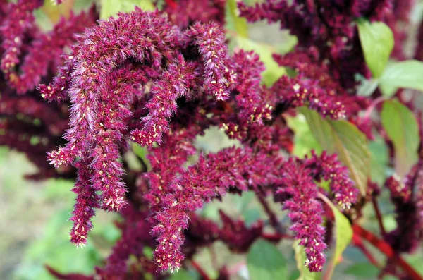 Amaranth bahçede kırmızı önümüzdeki