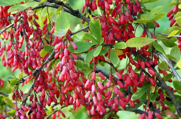 Bahçedeki kırmızı meyveler ile bir kızamık Şubesi