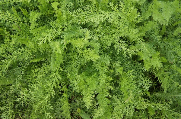 Arka plan olarak ortak Civanperçemi (Achillea millefolium) yaprakları
