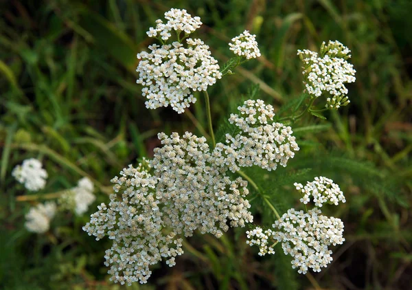 Çiçekli bitki bitki ailesindeki ortak Civanperçemi (Achillea Millefolium) olduğunu
