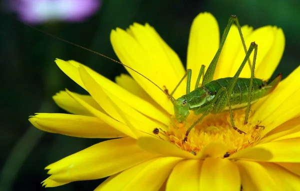 Velké Zelené Kobylky Kobylka Žluté Květině — Stock fotografie