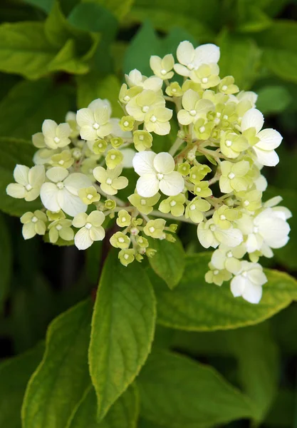 Cultivar Fiorita Ortensia Pannocchiale Ortensia Paniculata Giardino — Foto Stock