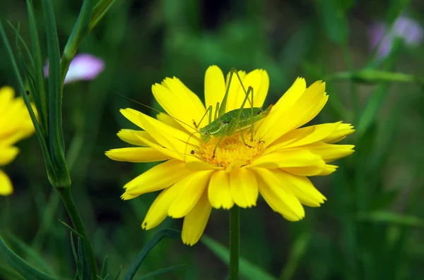 메뚜기 Tettigonia Viridissima — 스톡 사진