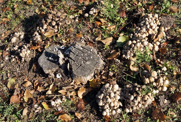 Paddestoelen Vernietigen Oude Dode Boomstronk Het Bos — Stockfoto