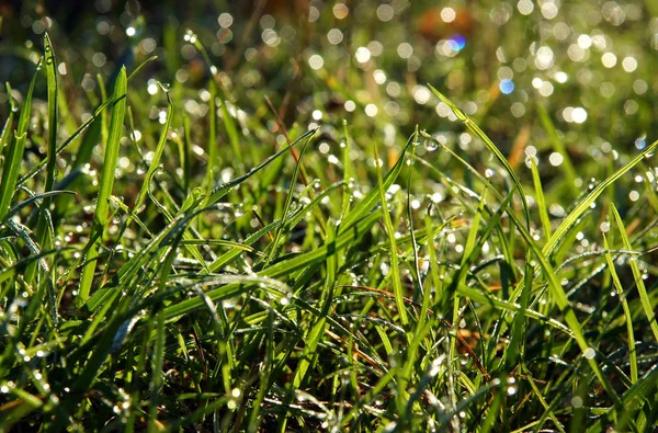 Dew Drops Sweetgrass Hierochloe Fringe Forest Photo Local Focus Blurred — Stock Photo, Image