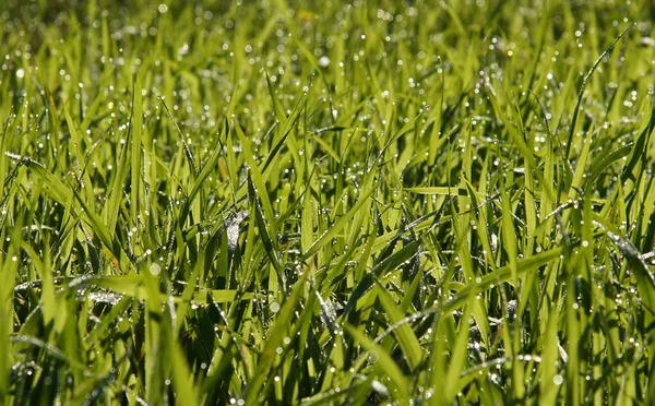 Gocce Rugiada Sull Erba Dolce Hierochloe Margini Della Foresta Foto — Foto Stock