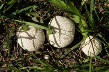 Lycoperdon perlatum, halk ortak kurtmantarı, warted kurtmantarı, mücevher çivili kurtmantarı veya şeytanın enfiye kutusu bilinen