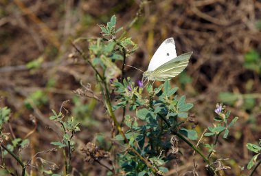 büyük lahana beyaz (pieris brassicae) üzerinde bir çiçek besleme