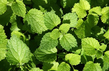 Beyaz ısırgan veya beyaz ölü-ısırgan (Lamium album) parkta doğal arka plan olarak yeşil yaprakları