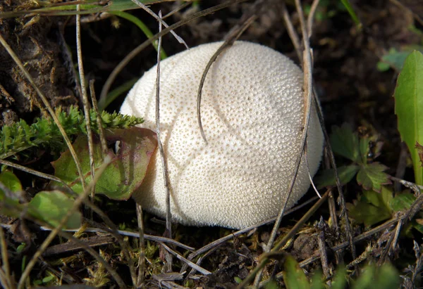Lycoperdon perlatum, popularly known as the common puffball, warted puffball, gem-studded puffball or the devil\'s snuff-box