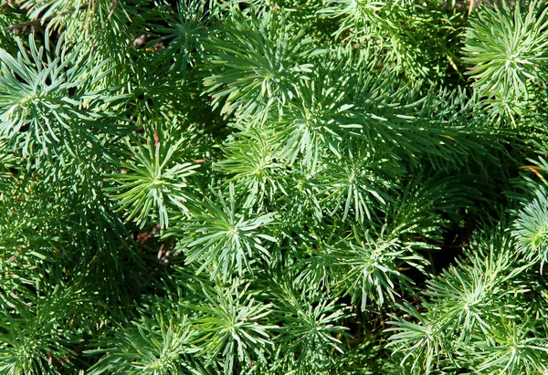 サイプレス トウダイグサ ユーフォルビア Cyparissias の自然な背景として緑の葉します — ストック写真