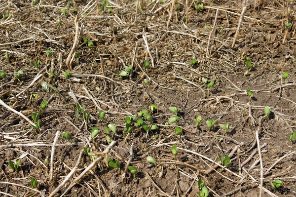 Jeunes Pousses Soja Sur Terrain Après Avoir Ramassé — Photo