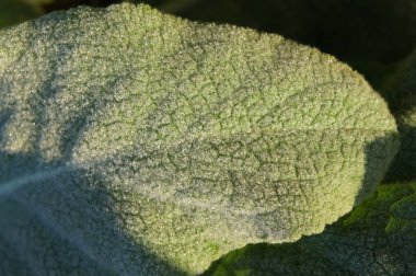 Denseflower Sığırkuyruğu (Verbascum densiflorum) yüzey dokusu bırakır