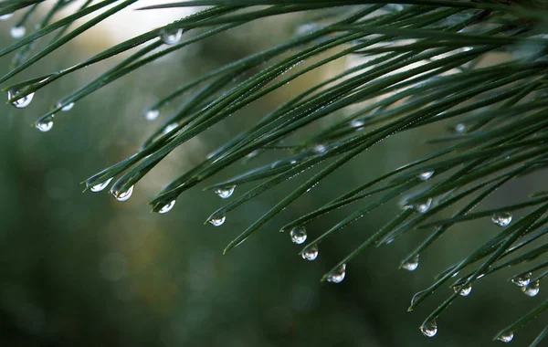 Water drops on pine needles after rain
