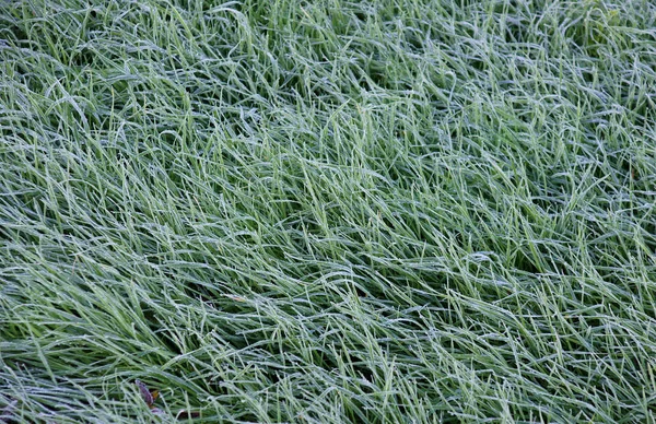 寒い秋の朝に芝生の上の霜 — ストック写真