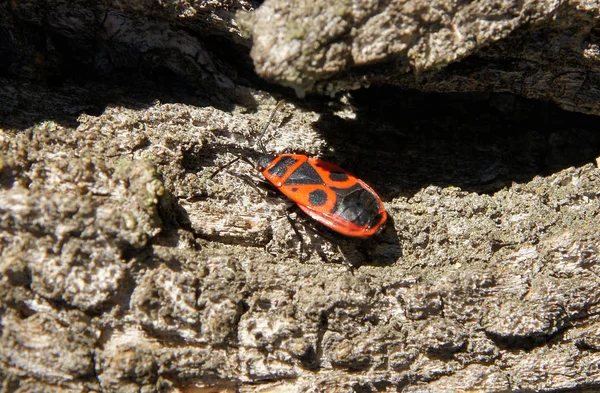 Red Firebug Pyrrhocoris Apterus Sitting Wooden Surface — Stock Photo, Image