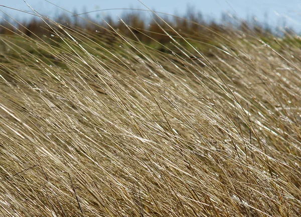 Grama Seca Prado Campo Como Uma Textura Natural — Fotografia de Stock