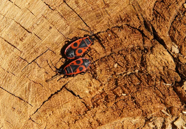 Two Red Firebugs Pyrrhocoris Apterus Sitting Wooden Surface — Stock Photo, Image