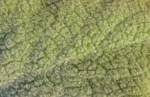 Поверхнева Текстура Листя Щільної Квітки Verbascum Densiflorum — стокове фото