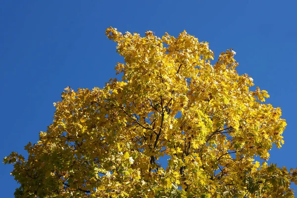 Topo Bordo Com Folhas Amarelas Contra Céu Azul Como Fundo — Fotografia de Stock