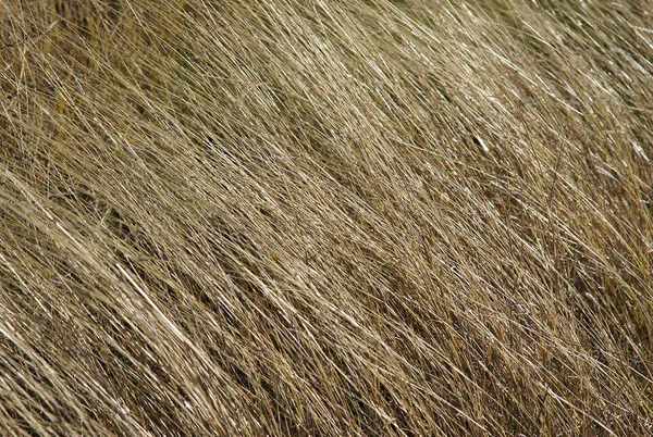 在草地或田野的干燥草作为一个自然纹理 — 图库照片