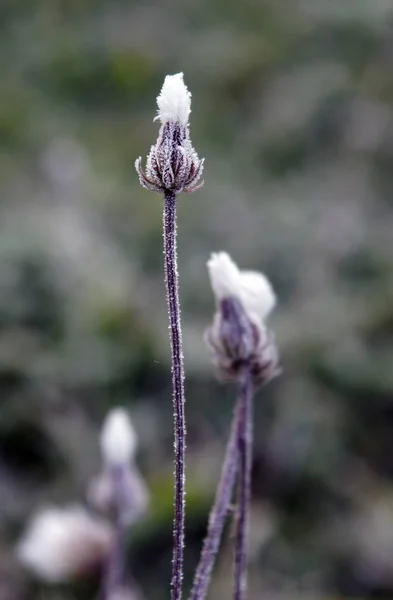 秋季干燥植物上被称为霜的冰冻水晶体 — 图库照片