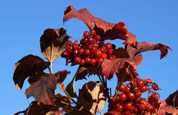 Bayas Hojas Guelder Rose Viburnum Opulus —  Fotos de Stock