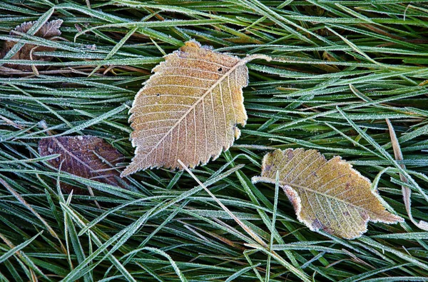 Grönt Gräs Och Fallna Bladen Täckta Med Rimfrost Senhösten — Stockfoto