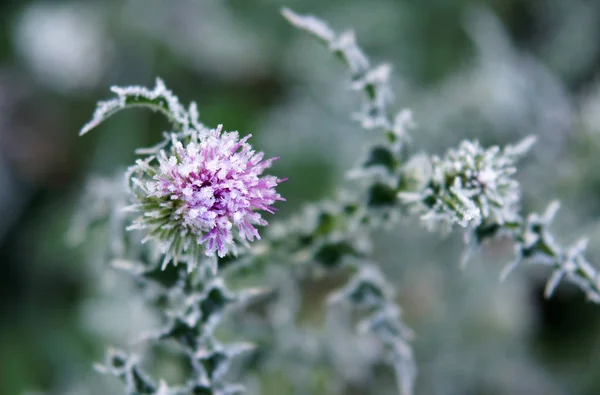 秋季植物上被称为霜的冰冻水晶体 — 图库照片