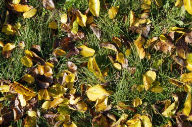 Arka plan olarak erken yeşil çimenlerin üzerinde sarı yapraklar düşer
