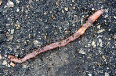 Ölü bir solucan vücudunda karıncalar