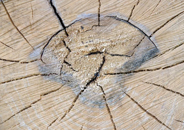 Pintoresco Corte Tronco Árbol Viejo Como Fondo —  Fotos de Stock