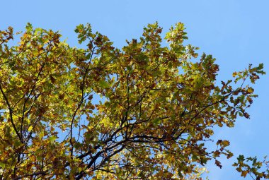 Sonbaharda gökyüzü arka plan üzerinde meşe üst