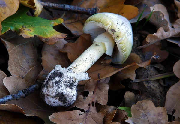 Giftige Paddestoel Amanita Phalloides Het Bos Herfst — Stockfoto