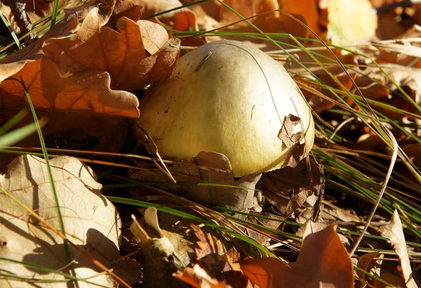 Poisonous Mushroom Amanita Phalloides Forest Autumn — Stock Photo, Image